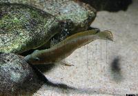 <i>Eretmodus cyanostictus</i>