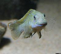 <i>Eretmodus cyanostictus</i>