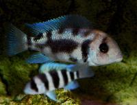 <i>Cyphotilapia frontosa</i>, Black Widow