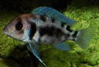 <i>Cyphotilapia frontosa</i>, Black Widow