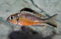 <i>Callochromis macrops</i>, red Ndole