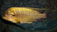 <i>Petrochromis ephippium</i>