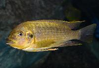 <i>Petrochromis ephippium</i>