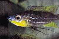 <i>Benthochromis tricoti</i>