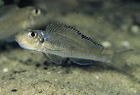 <i>Asprotilapia leptura</i>, Cameron Bay (hona som ruvar)