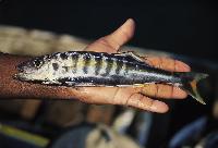 <i>Bathybates fasciatus</i>