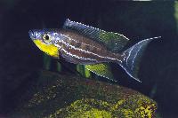 <i>Benthochromis tricoti</i>, Chituta Bay