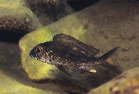 <i>Callochromis macrops</i>, Kasanga