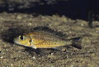 <i>Callochromis macrops</i>, Cameron Bay