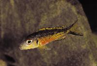 Svartprickig callochromis