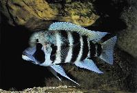 <i>Cyphotilapia frontosa</i>, Kigoma