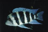 <i>Cyphotilapia frontosa</i>, Chaitica