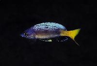<i>Cyprichromis</i> sp. 