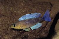 <i>Cyprichromis</i> sp. 