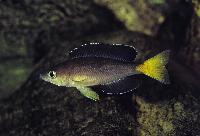 <i>Cyprichromis</i> sp. 
