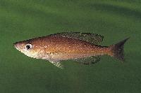 <i>Cyprichromis microlepidotus</i>, Burundi (hona)