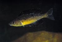 <i>Cyprichromis microlepidotus</i>, Kavalla (hane)