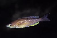 <i>Cyprichromis pavo</i>, Msalaba