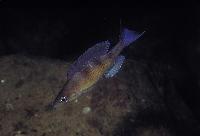 <i>Cyprichromis zonatus</i>