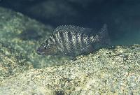 <i>Gnathochromis pfefferi</i>, Kalila