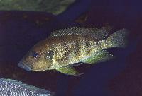 <i>Greenwoodochromis christyi</i>, Chituta