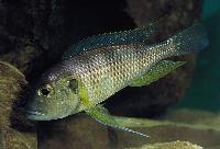 <i>Limnochromis staneri</i>, Burundi