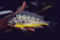 <i>Limnotilapia dardennii</i>, Kipili