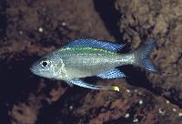 <i>Ophthalmotilapia heterodonta</i>, Kigoma