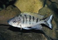 <i>Ophthalmotilapia nasuta</i>, Magara