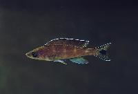 <i>Paracyprichromis brieni</i>, Kitumba (hane)