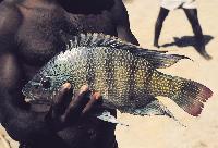 <i>Oreochromis tanganicae</i>, Zaire