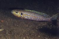 <i>Perissodus microlepis</i> Rutunga