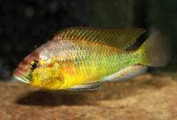 <i>Astatotilapia burtoni</i>, Bujumbura