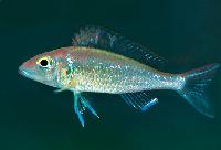 <i>Callochromis stappersi</i>, Ikola, hane