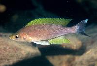 <i>Cyprichromis</i> sp. <i>leptosoma</i> gold fin, mbita