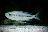 <i>Haploxtaxodon microlepis</i>