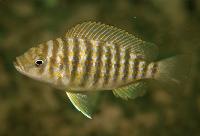 <i>Interochromis loocki</i>, Isanga