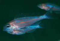 Rundmagad microdontochromis