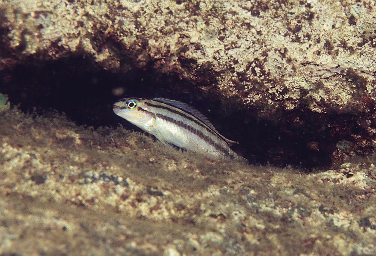 Tvåbandad ciklid, randig telmatochromis