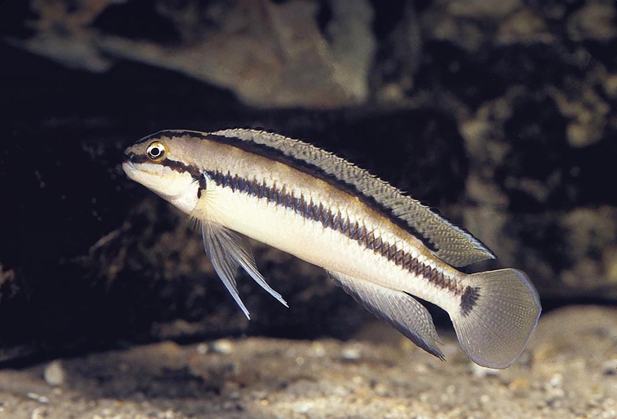 Foto på fisken Telmatochromis vittatus