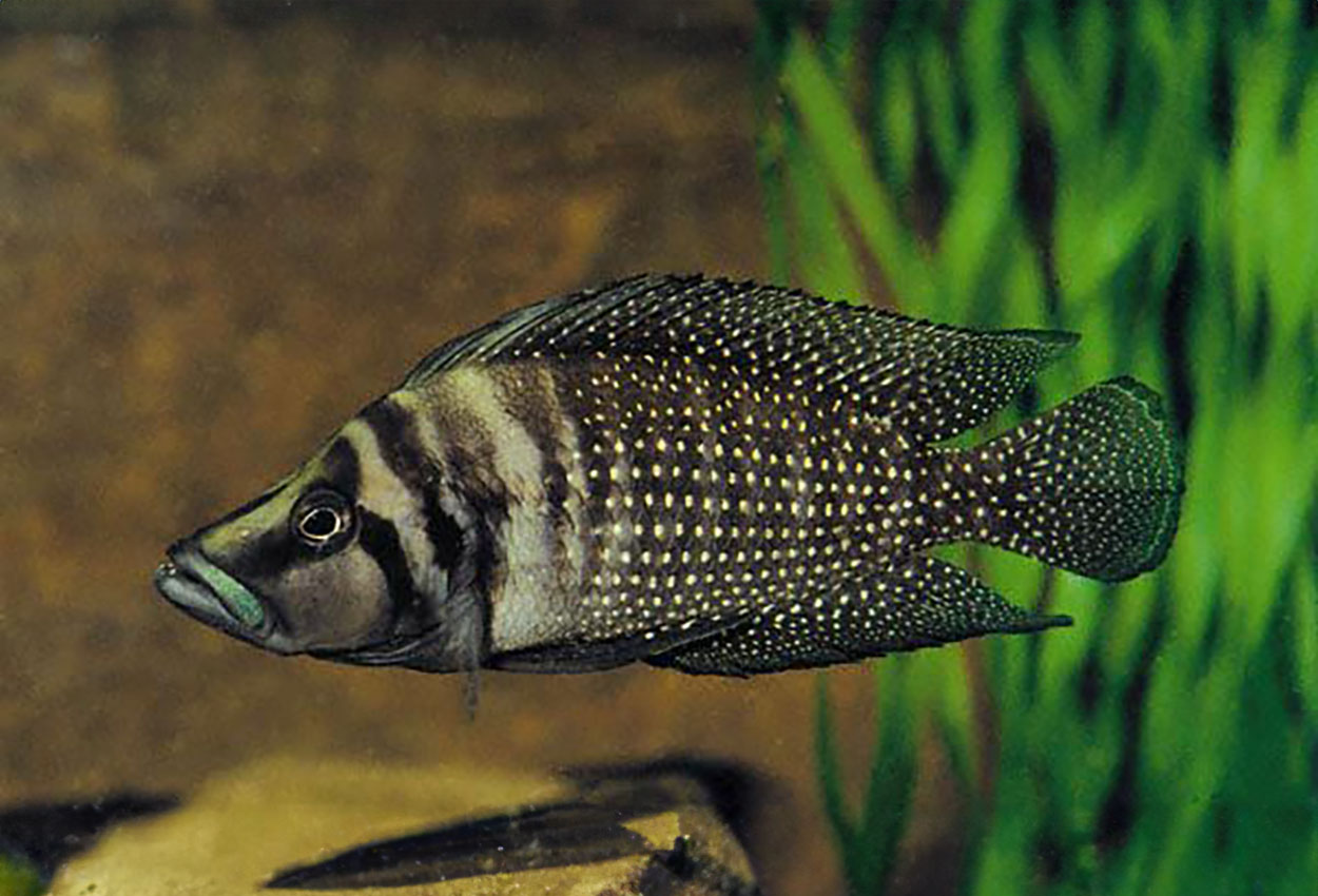 Foto på fisken Altolamprologus calvus, Cameron Bay