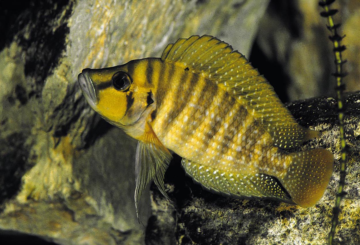 Foto på fisken Altolamprologus compressiceps, Kigoma