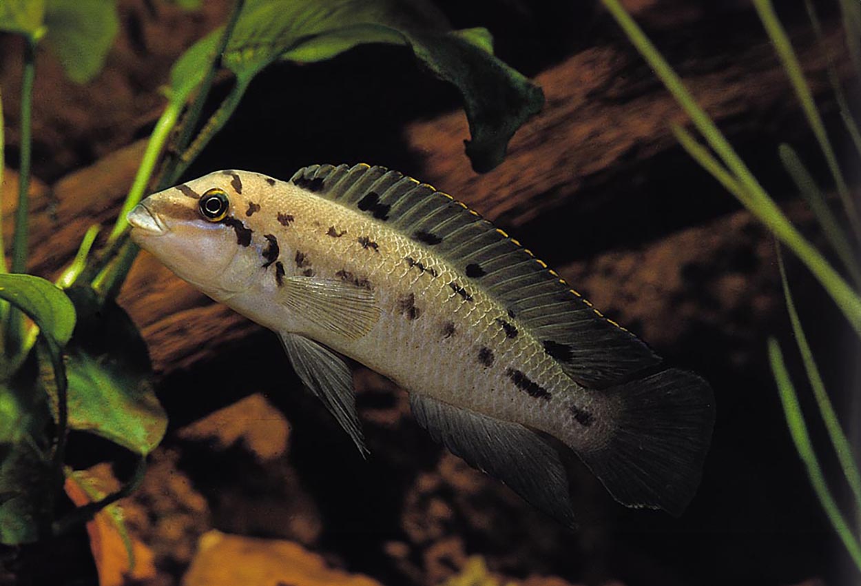 Prickrandig chalinochromis