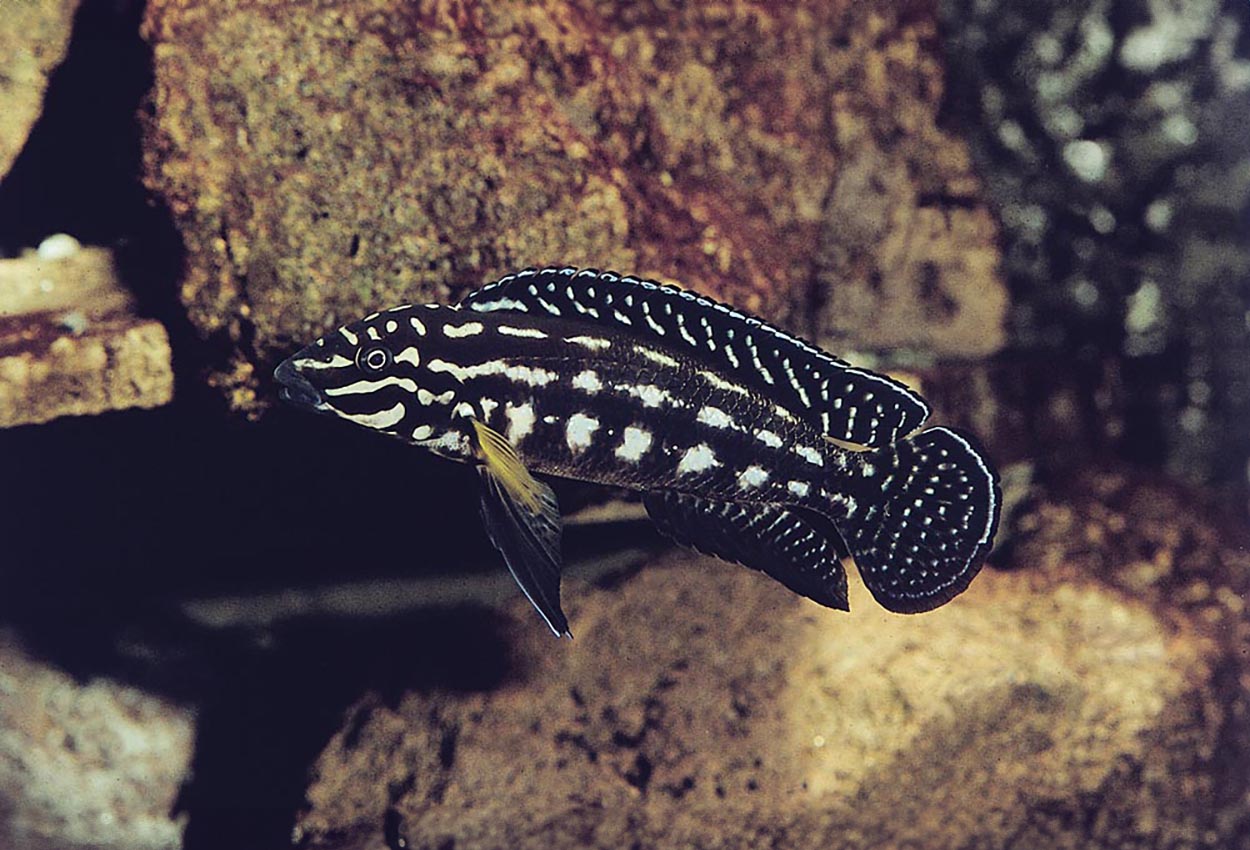 Foto på fisken Julidochromis marlieri, Magara