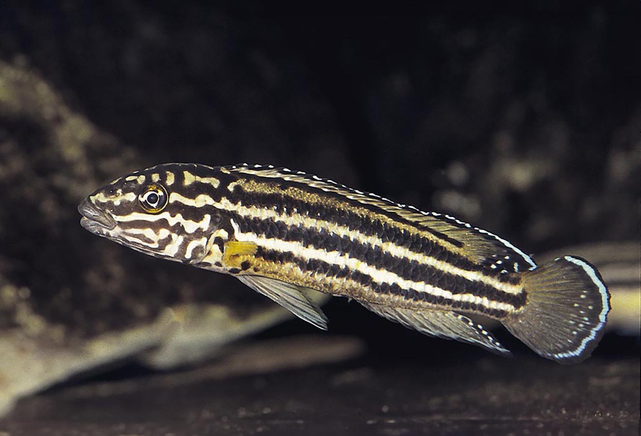 Foto på fisken Julidochromis regani, Cameron Bay