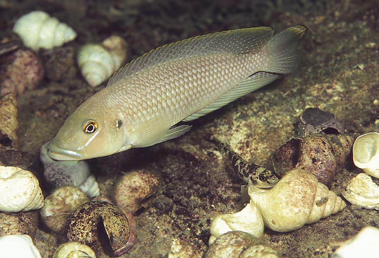 Foto på fisken Lamprologus callipterus, Kipili