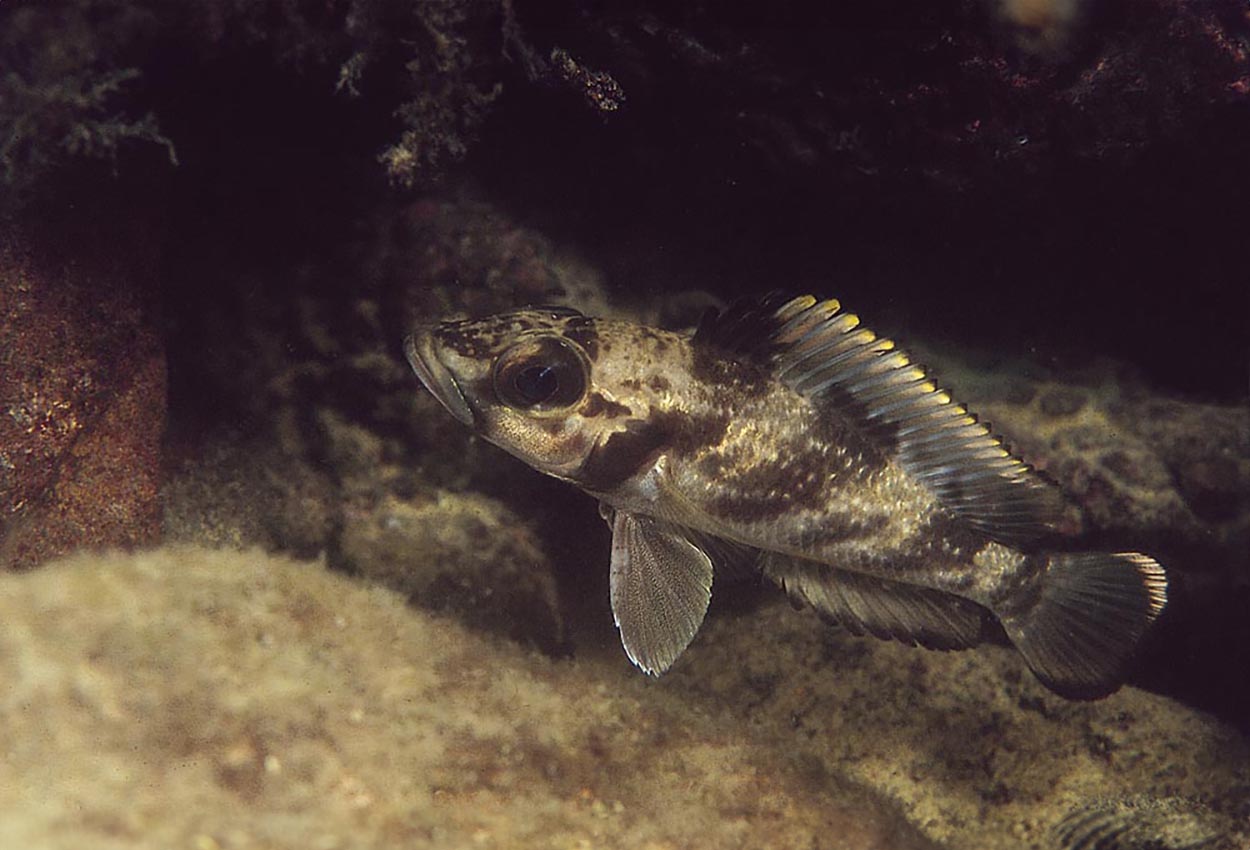 Lemaire´s lamprologus