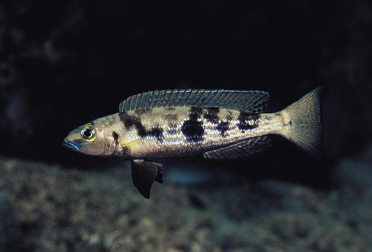 Marmorerad lamprologus, attenuatus