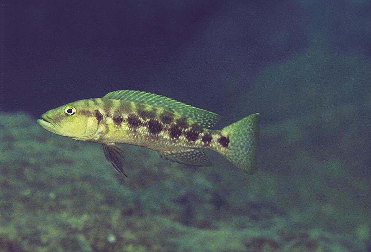 Långsträckt lamprologus