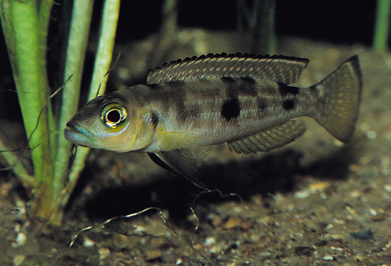 Fläckig lamprologus, pleuromaculatus